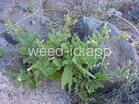 tobacco, desert
